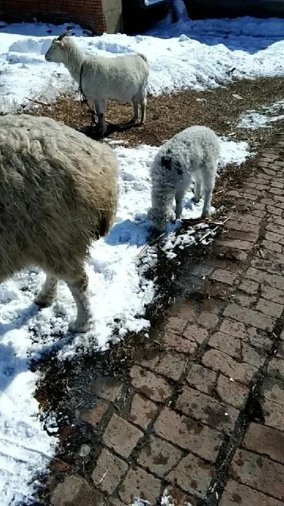 送三只小羊回家4-羊闯雪域寻家路